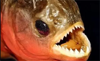 食人鱼多少钱一条