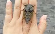 蝉什么季节脱壳
