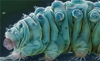 水熊虫到底有多小