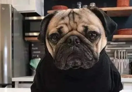 巴哥犬智商不高，但它的这些优点让很多人喜爱