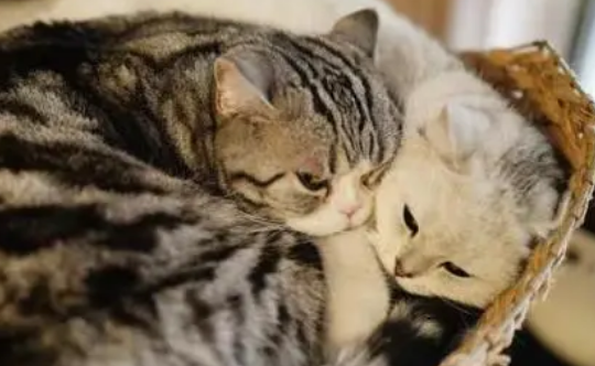 长颈猫和小度哪个适合老年人 长颈猫和小度哪个适合老年人