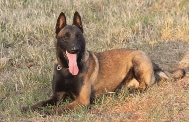 看家护院的小能手：最出色的 8 种 “护卫犬”，你家有吗？