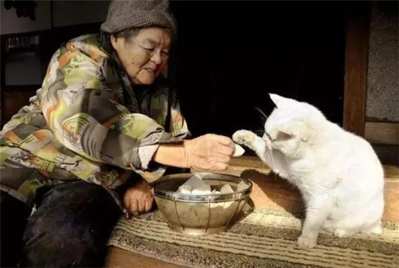 老人养猫会影响婴儿吗 老人养猫会影响婴儿吗