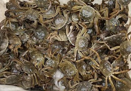 蟹捕头大闸蟹品牌介绍! 蟹捕头大闸蟹品牌介绍!