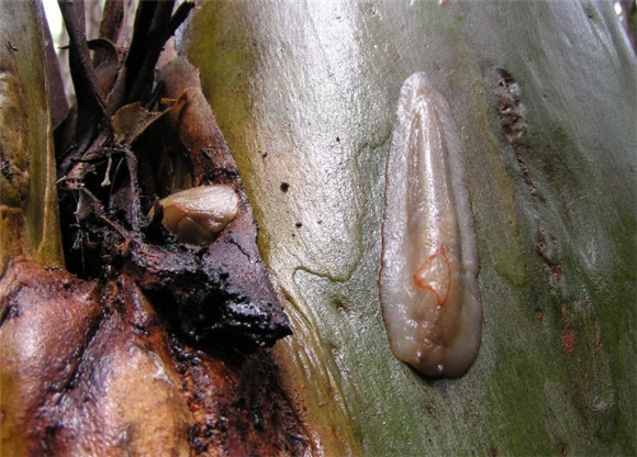 蛞蝓可以抓吗 蛞蝓可以抓吗