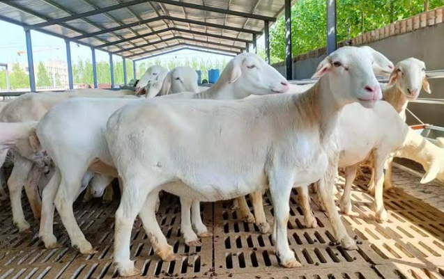 什么地方有澳洲白绵羊