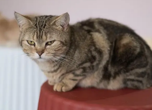 老年人适合养猫吗 老年人适合养猫吗