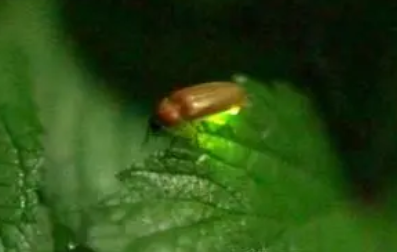 中国哪个城市有萤火虫