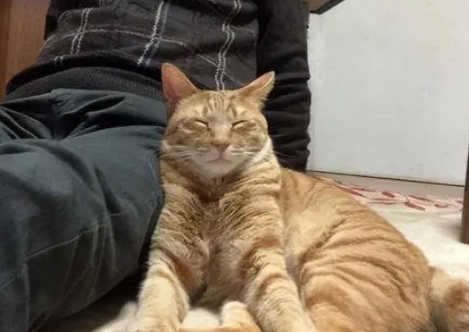 养猫会让老人长寿吗为什么 养猫会让老人长寿吗为什么