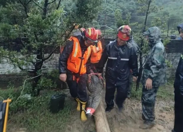 鳄鱼上街被擒拿：系家中宠物 消防员一招擒拿