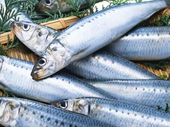 沙丁鱼的功效与作用、禁忌和食用方法 沙丁鱼的功效与作用、禁忌和食用方法