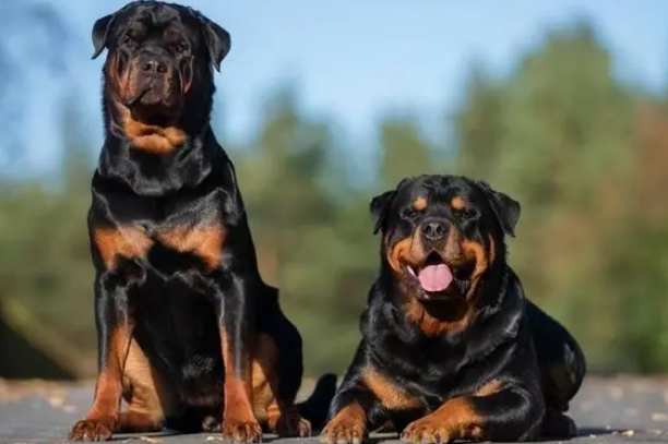 罗威纳犬的优点和缺点,让我告诉你! 罗威纳犬的优点和缺点,让我告诉你!