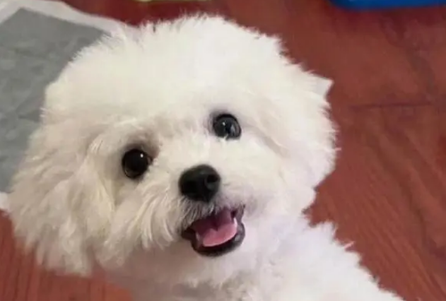 原来比熊犬有这些优缺点的，看看你家比熊中几个