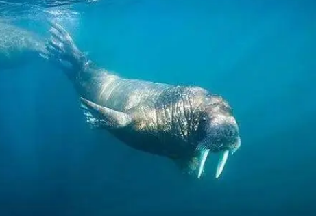 海象生活在哪里