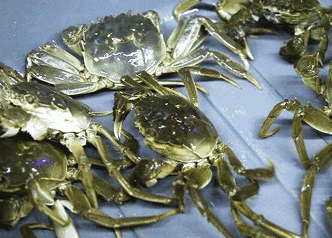 蟹公馆大闸蟹培育水质管理 蟹公馆大闸蟹培育水质管理