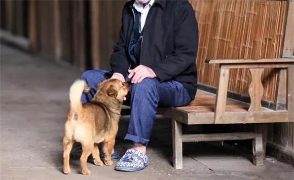 老人家里养狗有讲究吗 老人家里养狗有讲究吗