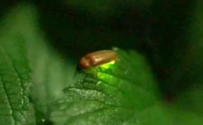 萤火虫发光有什么特点