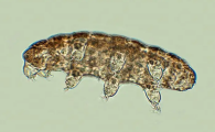 水熊虫是什么生物