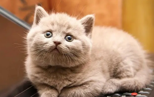 养猫对家中老人好不好 养猫对家中老人好不好