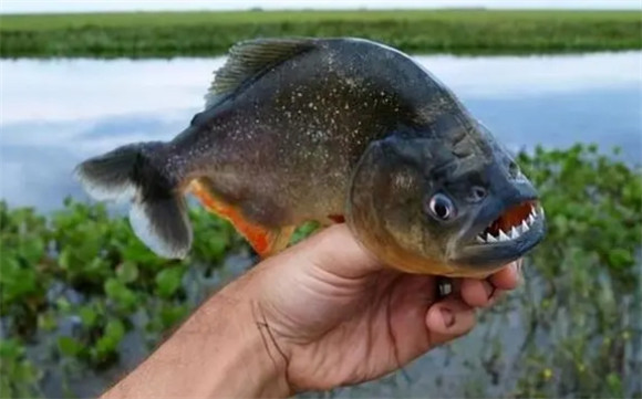 食人鱼是怎么诞生的