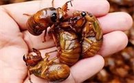 金蝉皮价格多少钱一斤
