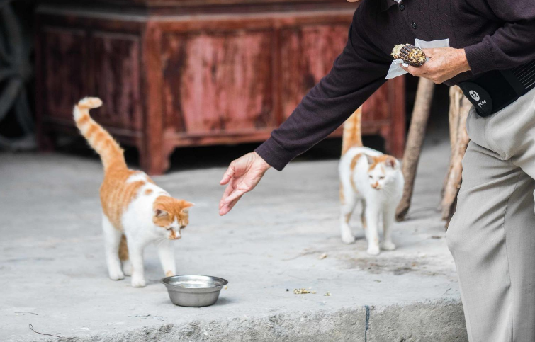 空巢老人养猫