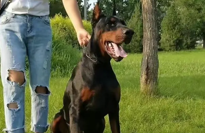 揭秘！护卫犬排行榜前十名