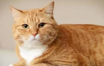 养猫对老年人有好处吗 养猫对老年人有好处吗
