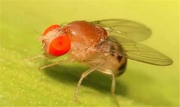 果蝇唾腺染色体特征