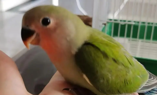 老人养鸟说脏话