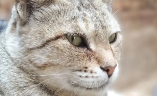 老年人养猫会不会得病