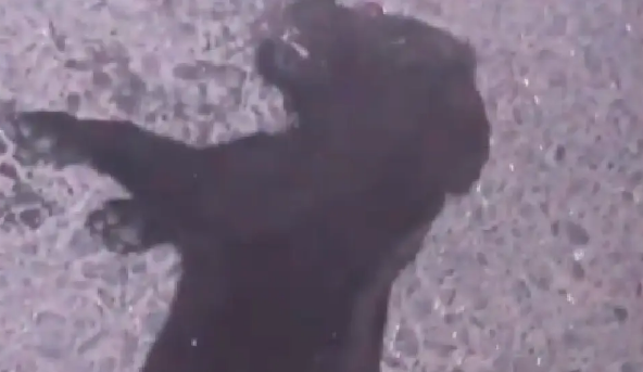 下午刚喂了一只疑似流浪的小狗，晚上就发现它被车轧死了