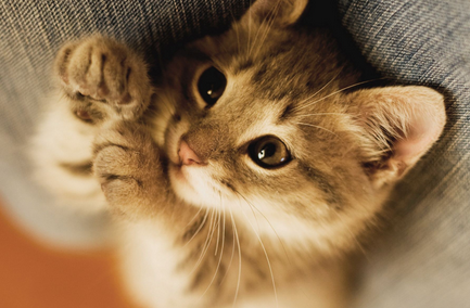 老人养猫的弊端 老人养猫的弊端