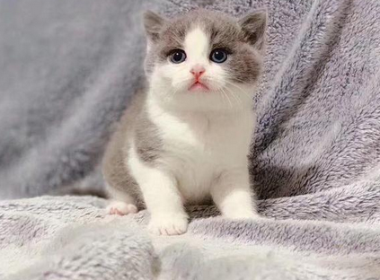 老人养猫对身体有什么好处