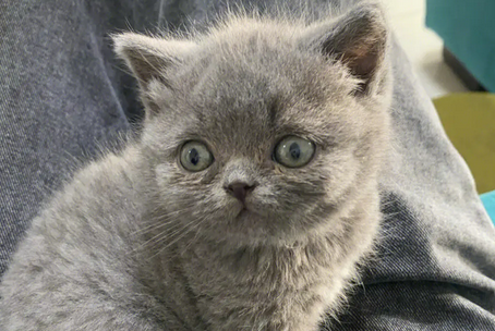 老人养猫有什么好处 老人养猫有什么好处