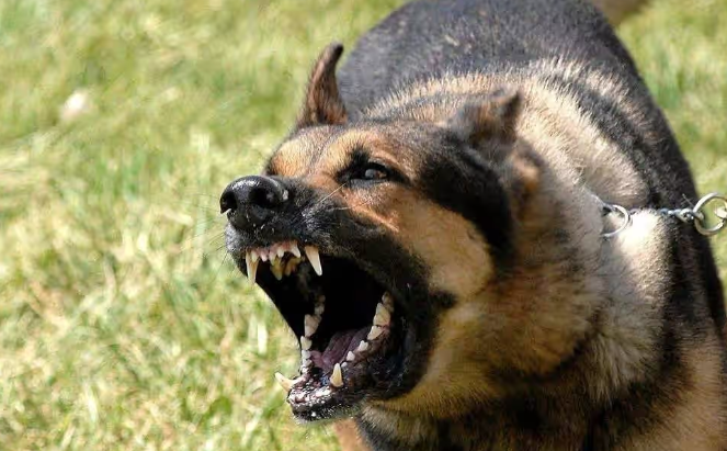 看家护院的小能手：最出色的 8 种 “护卫犬”，你家有吗？