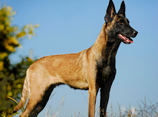 马犬:从饲养到繁殖,全方位的深度解析-宠物网