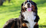 优秀的8种“护卫犬”，你了解多少？
