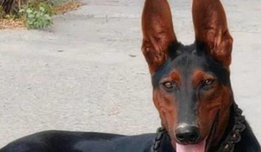 这几种“护卫犬”,养一只在家里,安全感爆棚 这几种“护卫犬”,养一只在家里,安全感爆棚