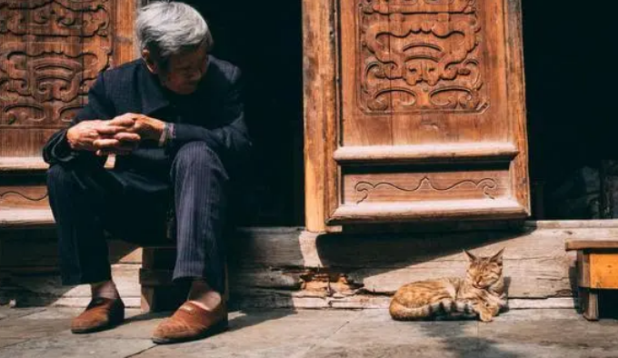 老人养猫为啥都很胖