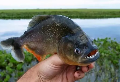 中国哪里有食人鱼