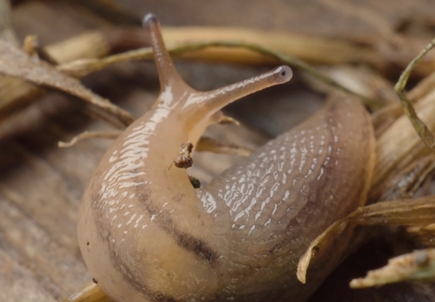 蛞蝓属于昆虫吗 蛞蝓属于昆虫吗