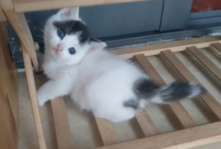 五个月的净梵猫掉毛很多有什么办法