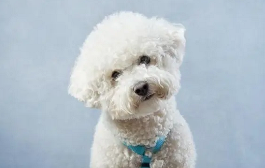 陪伴老人容易养的小型犬