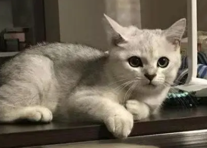 老人养猫对身体好不好