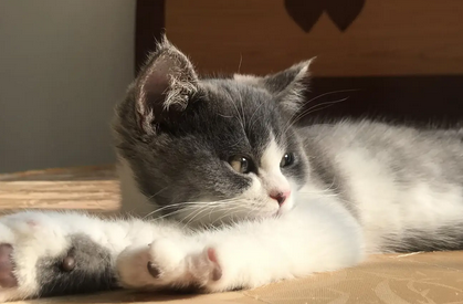 养猫对老人有什么影响