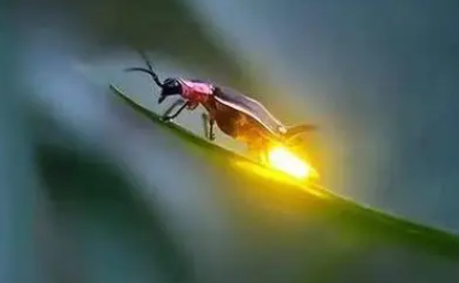 中国哪个地方有萤火虫