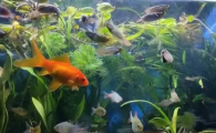 老人养鱼的说法
