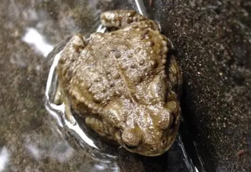 蟾蜍是保护动物吗