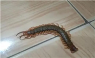 小蜈蚣怎么会出现在家里